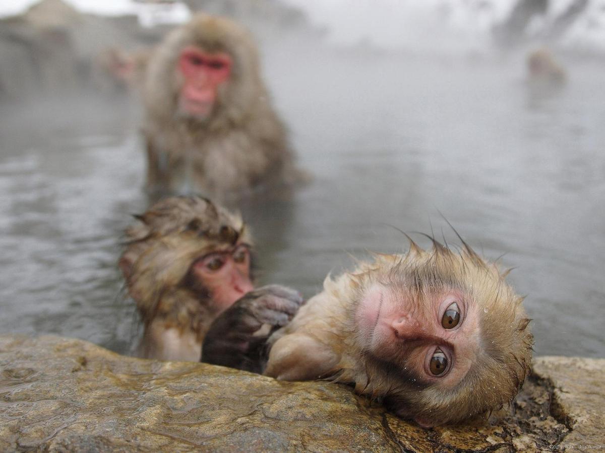 Togari Onsen Alpen Plaza Hotel Iijama Kültér fotó